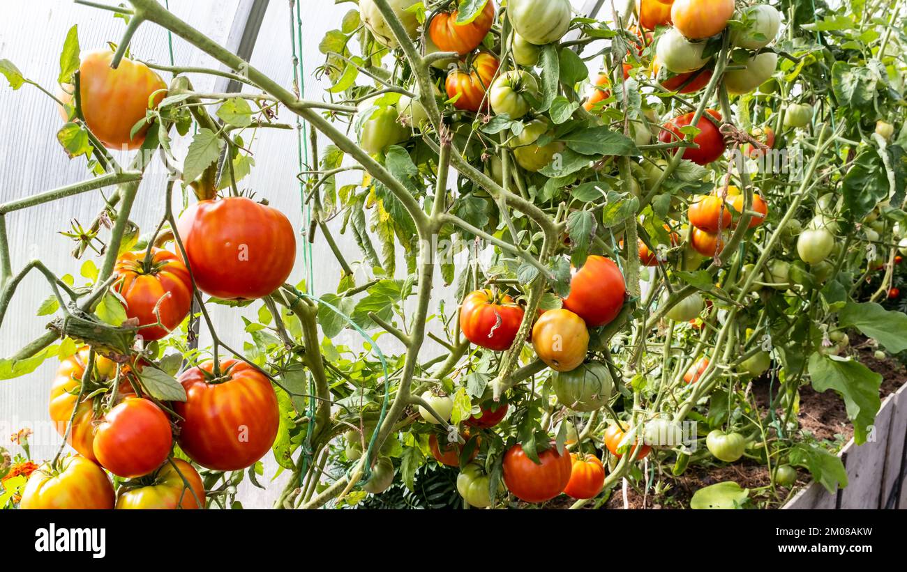 Pomodori maturi e non maturi in serra Foto Stock