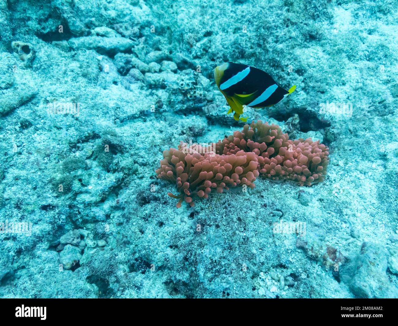 Pesce pagliaccio nell'anemone marino nelle profondità dell'oceano Indiano Foto Stock