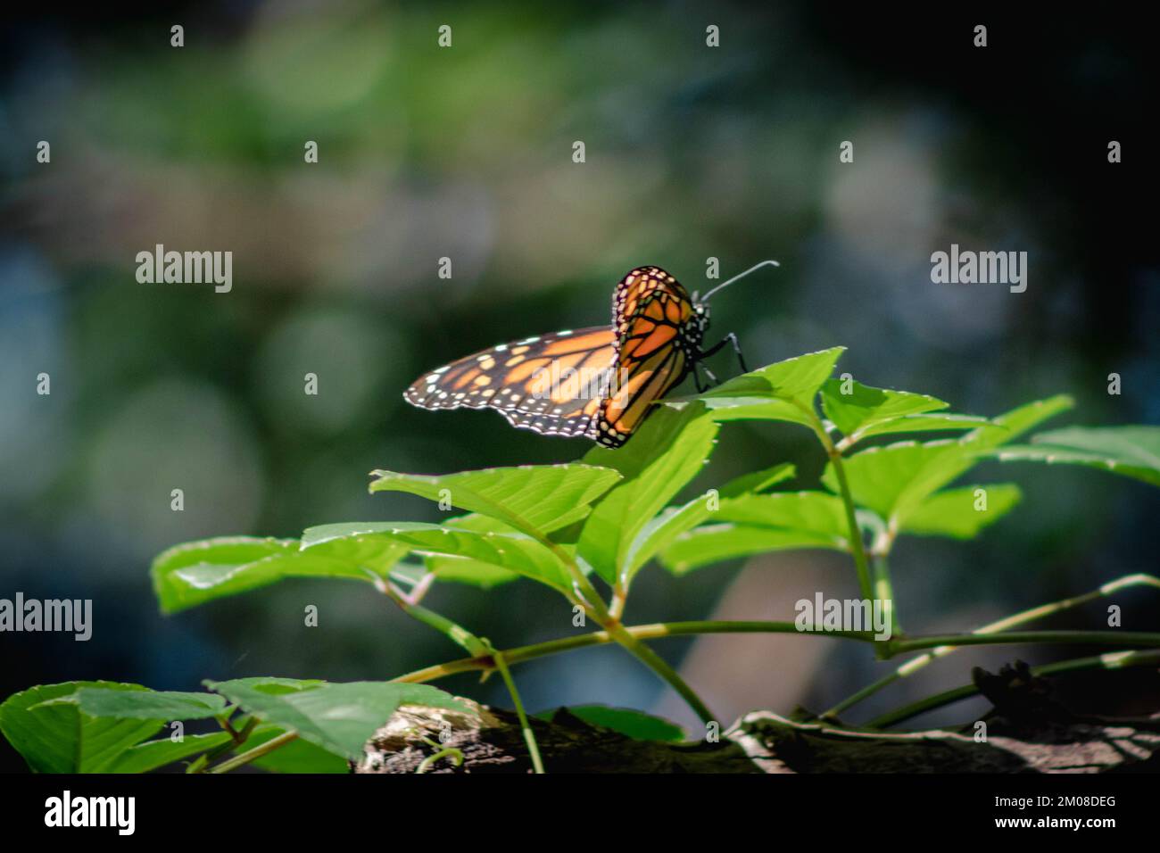 Un primo piano di farfalla monarca che si appollaiano su foglia di pianta Foto Stock