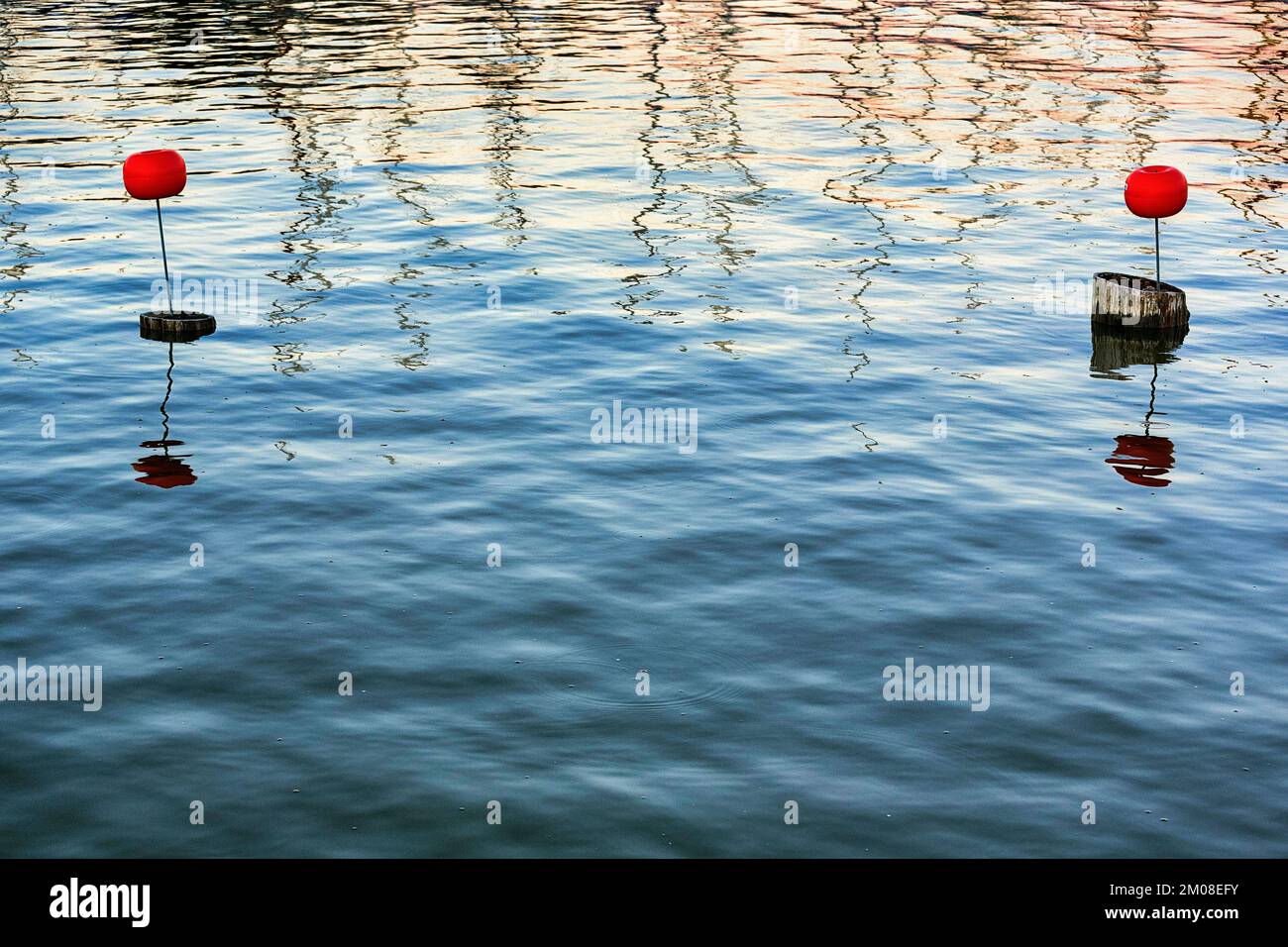 Due boe rosse alla luce della sera, riflessione in acqua, acqua trekking zona di riposo, immagine simbolica, immagine di sfondo, porto di Wustrow, Saaler Bodden, Foto Stock