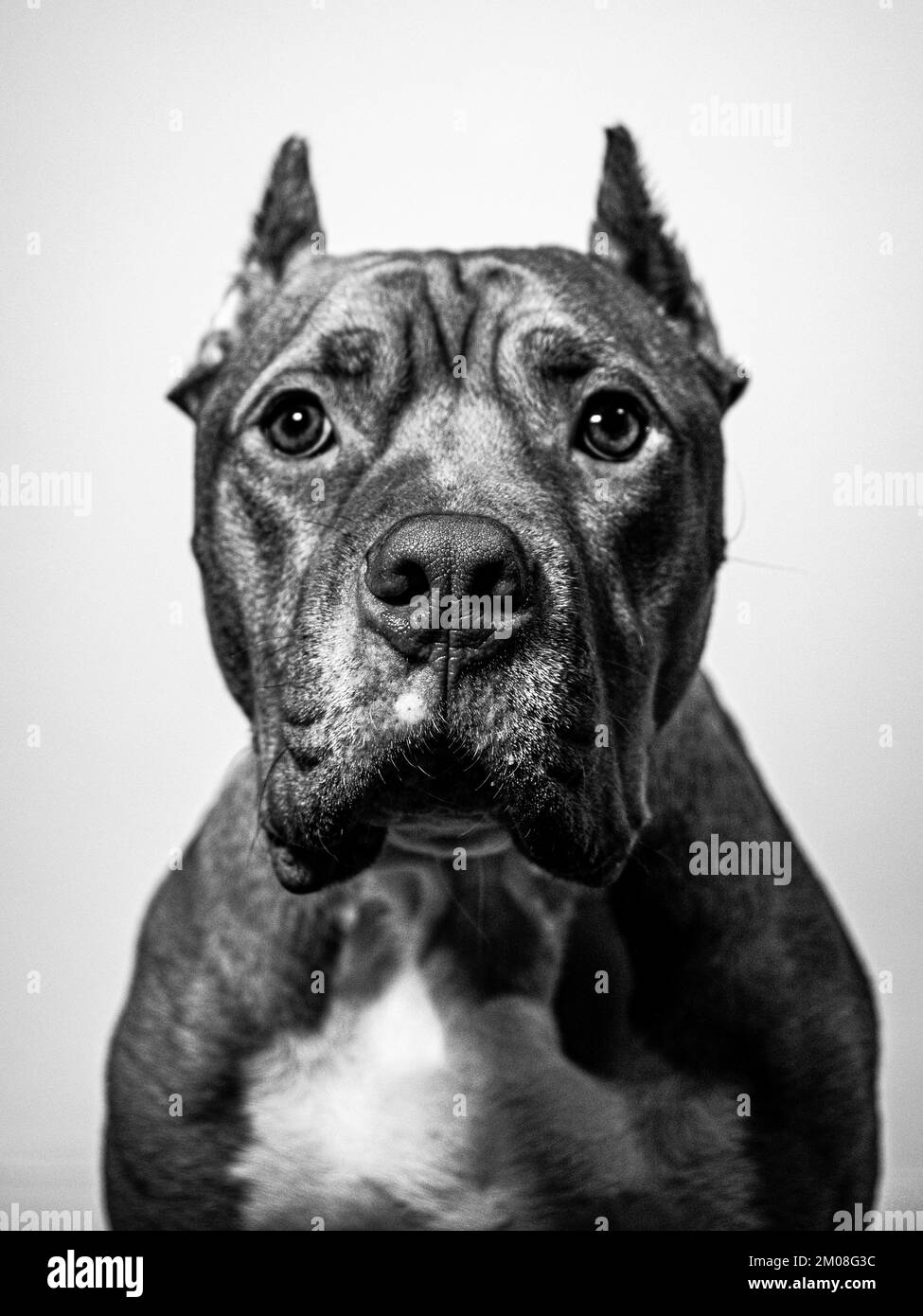 Ritratto in bianco e nero su Pitbull naso rosso con grandi occhi Foto Stock