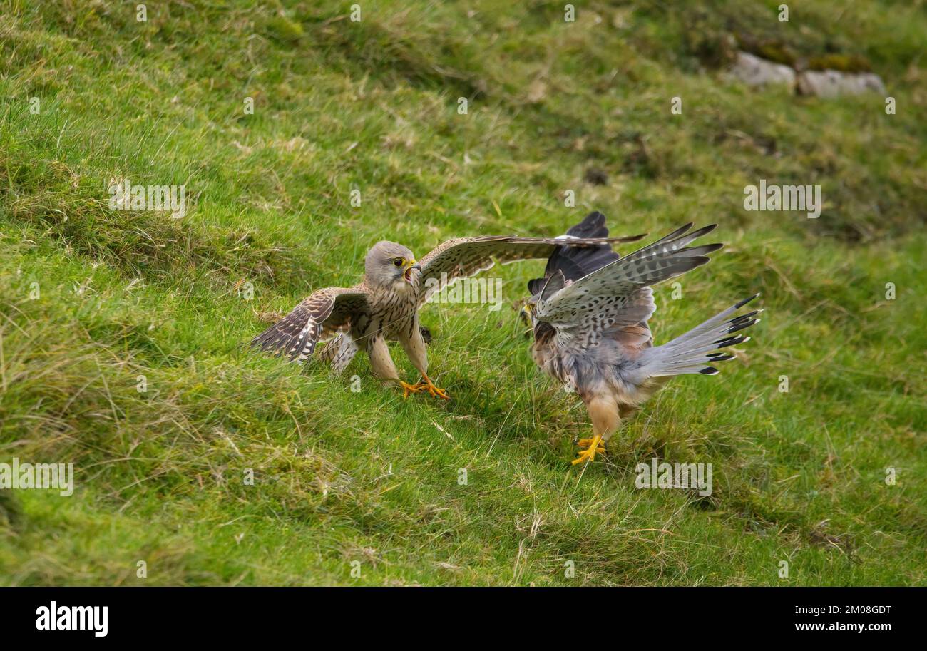 Uomini e donne kestrel in piedi come loro lotta. Derbyshire, Regno Unito. QUESTO PAIO di feticci sono stati catturati mentre erano bloccati in un tiff dell'amante. In una delle Foto Stock