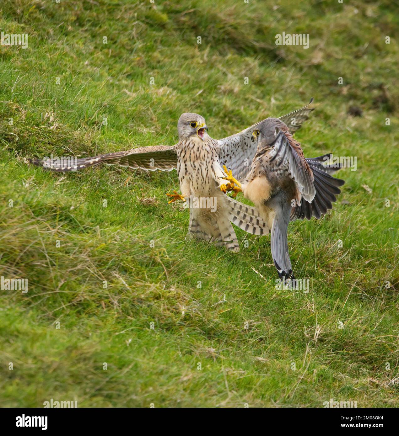 I gheppi si squadrano l'uno rispetto all'altro. Derbyshire, Regno Unito. QUESTO PAIO di feticci sono stati catturati mentre erano bloccati in un tiff dell'amante. In una delle fotografie Foto Stock