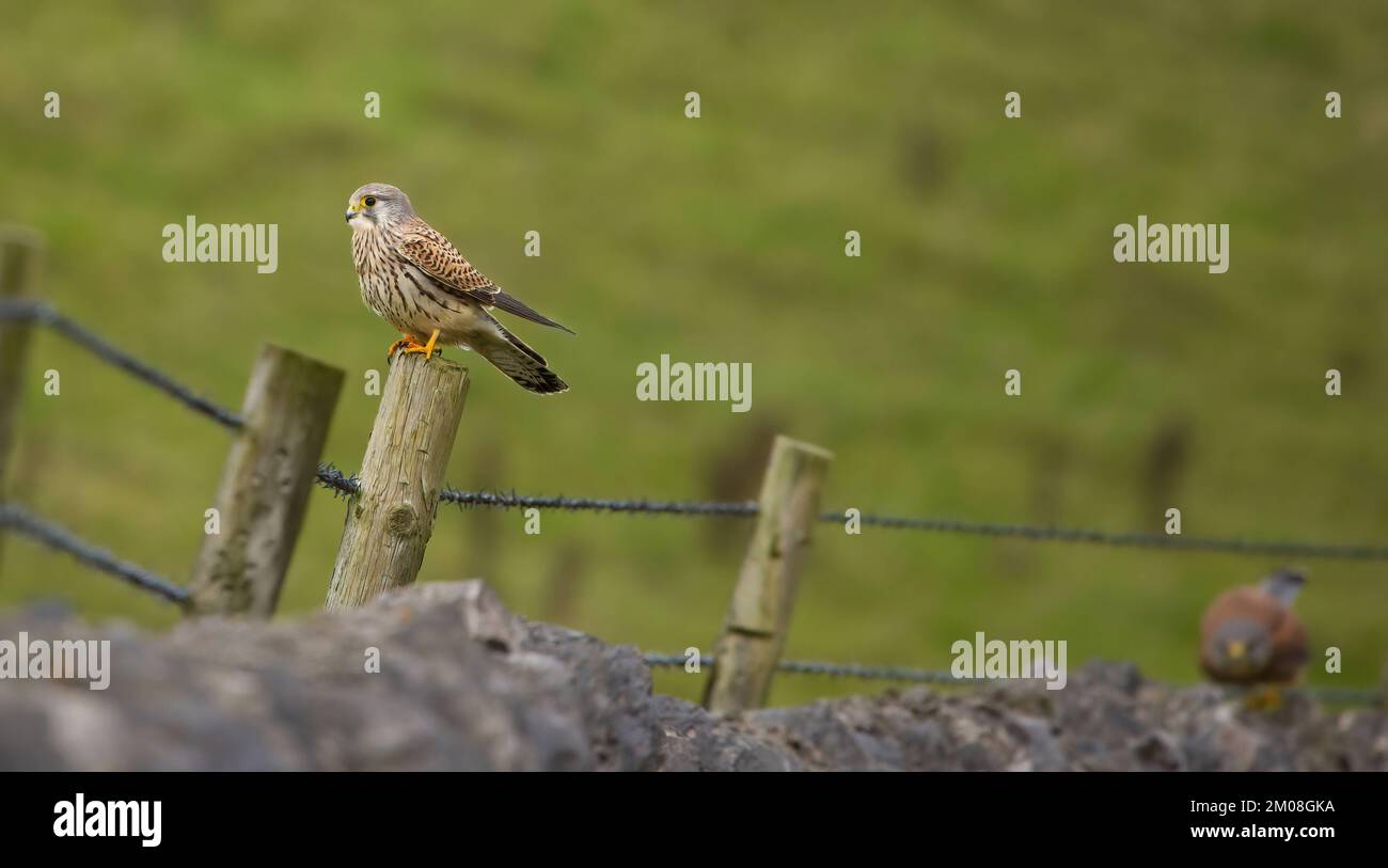 Kestrel appollaiamenti su una recinzione. Derbyshire, Regno Unito. QUESTO PAIO di feticci sono stati catturati mentre erano bloccati in un tiff dell'amante. In una delle fotografie, il Foto Stock