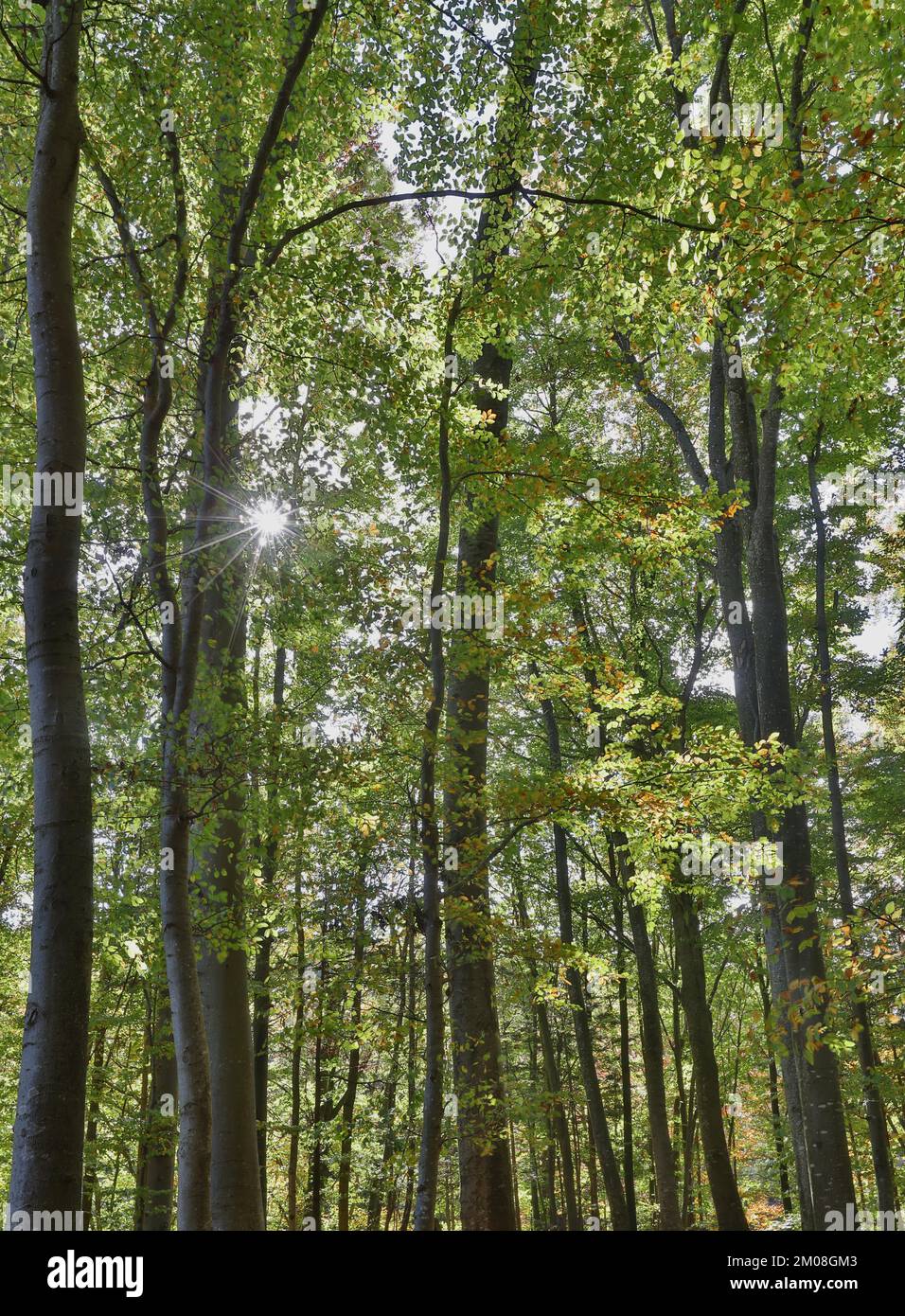 Soleggiato bosco di faggi all'inizio dell'autunno, valle del Salzach, St. Radegund, Austria superiore, Austria, Europa Foto Stock