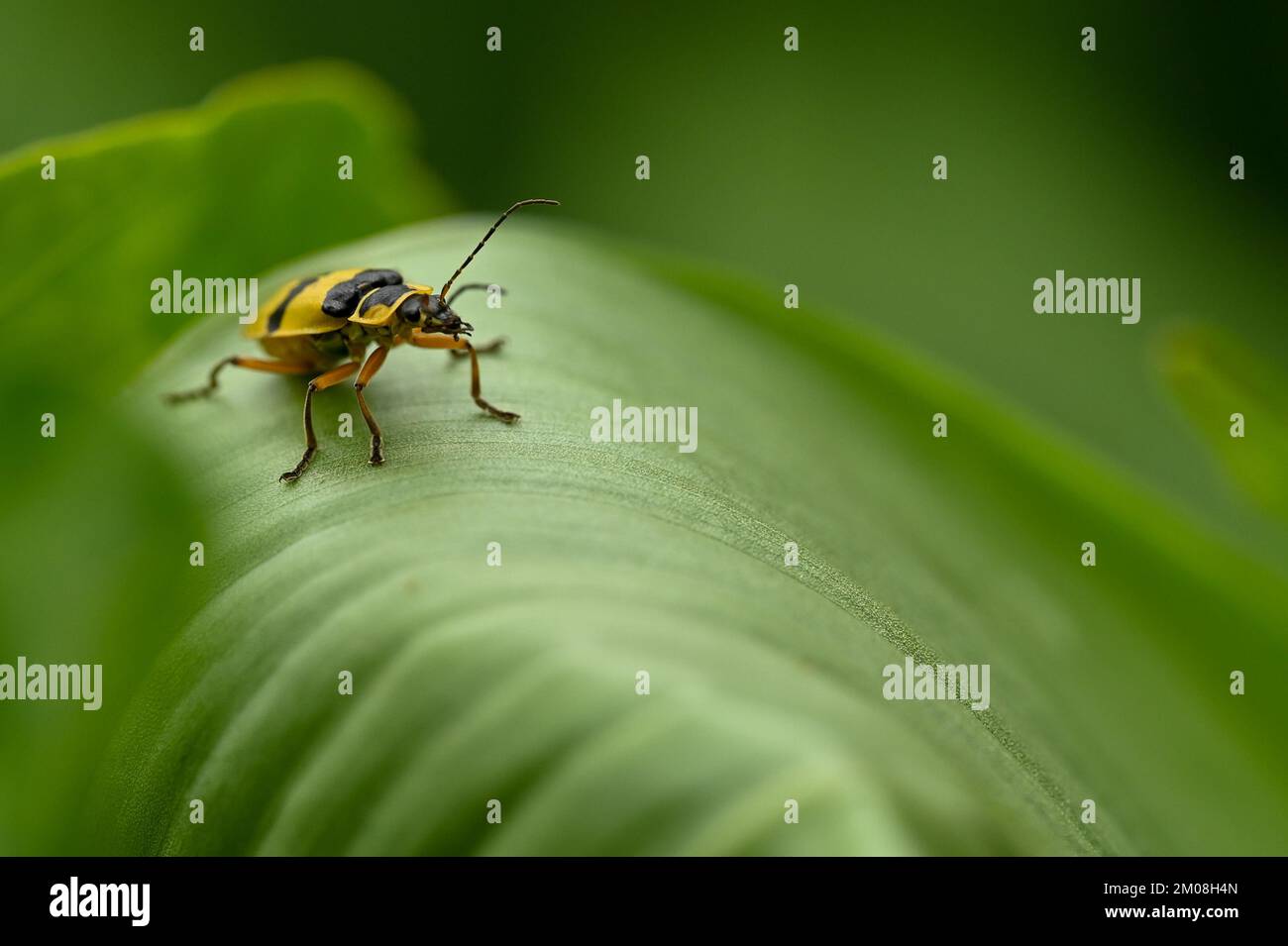 Giallo bug su una foglia Foto Stock