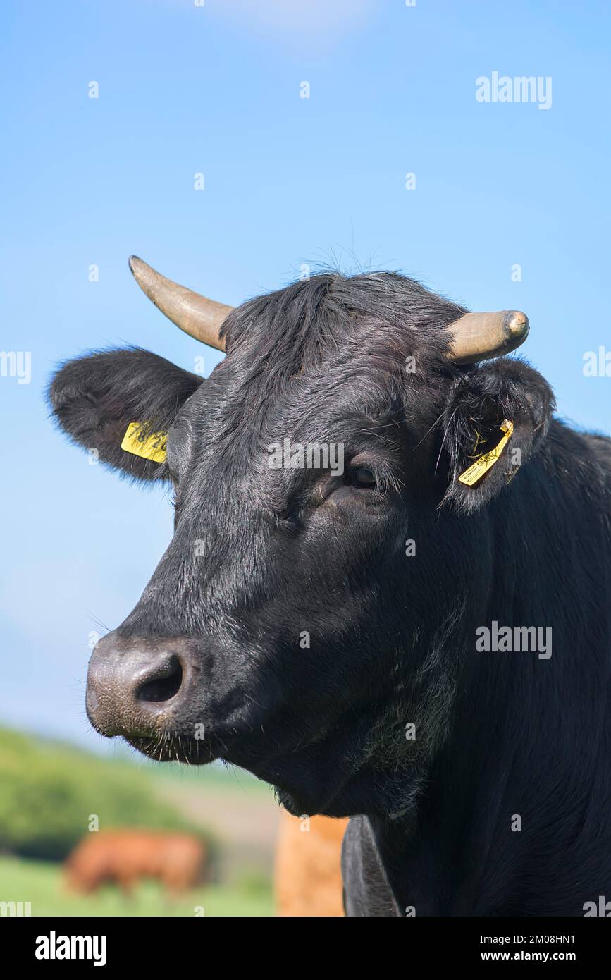 Ritratto di una mucca nera, Franconia, Baviera, Germania, Europa Foto Stock