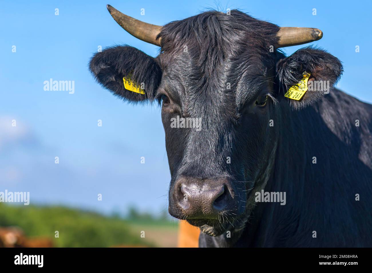 Ritratto di una mucca nera, Franconia, Baviera, Germania, Europa Foto Stock