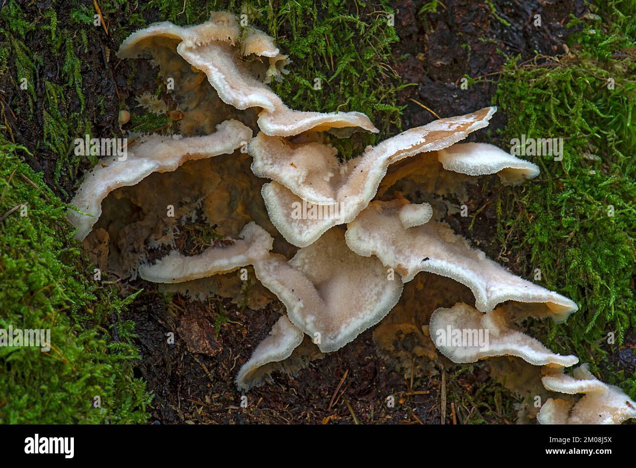 Pleco di gelatina (Merulius tremellosus) in foresta mista, Baviera, Germania, Europa Foto Stock