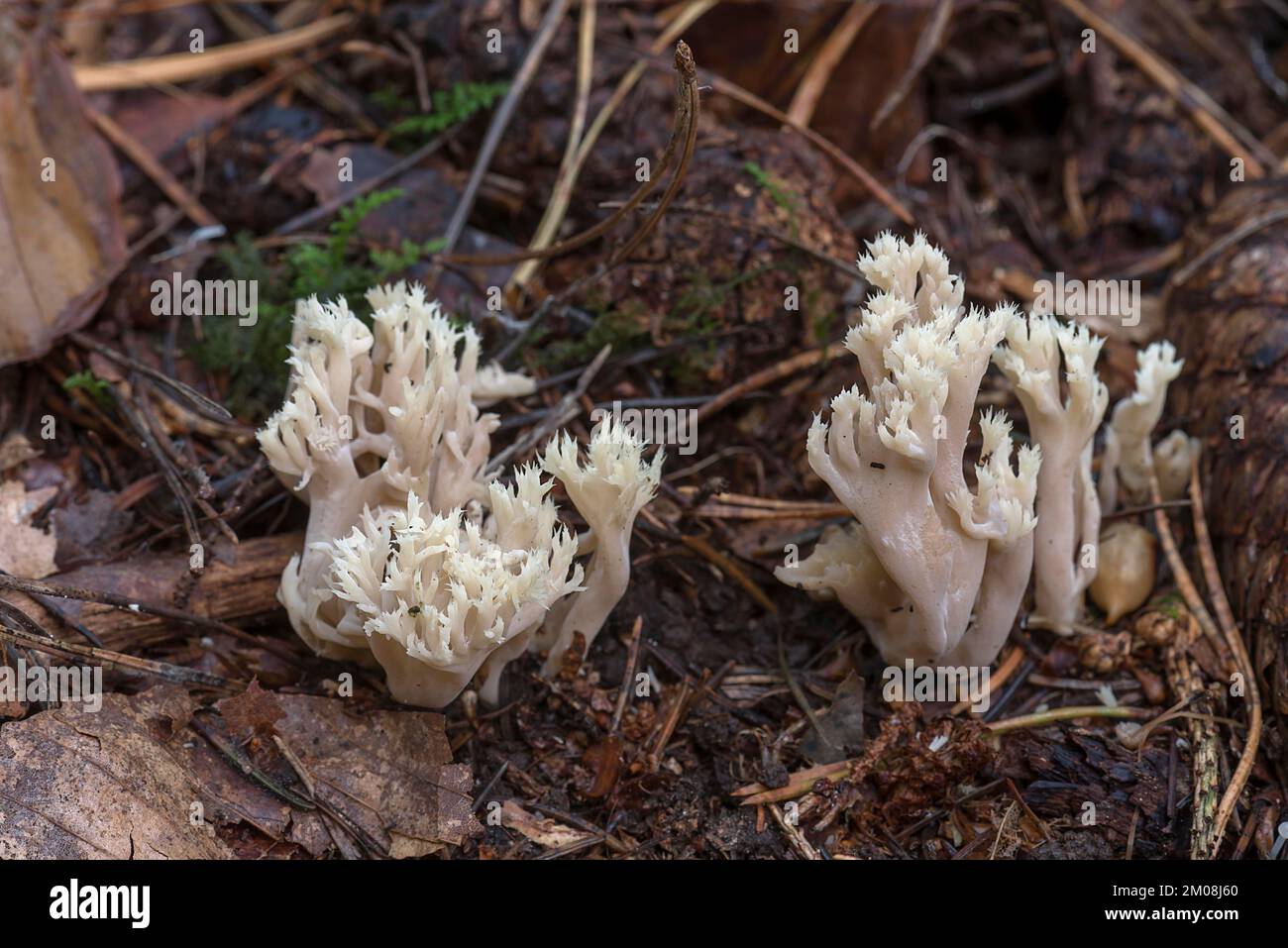 Fungo a forma di pettine (Clavulina coralloides) in foresta mista, Franconia, Baviera, Germania, Europa Foto Stock