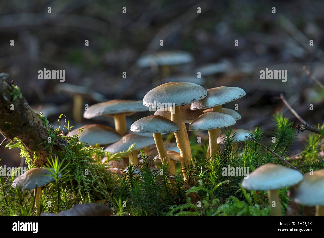 Funghi in foresta mista, Franconia, Baviera, Germania, Europa Foto Stock