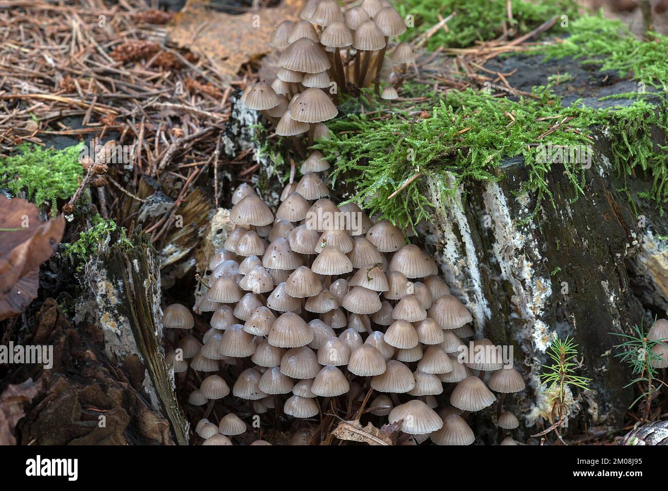 Cofani (Micena) in muschio, foresta mista, Fanken, Baviera, Germania, Europa Foto Stock