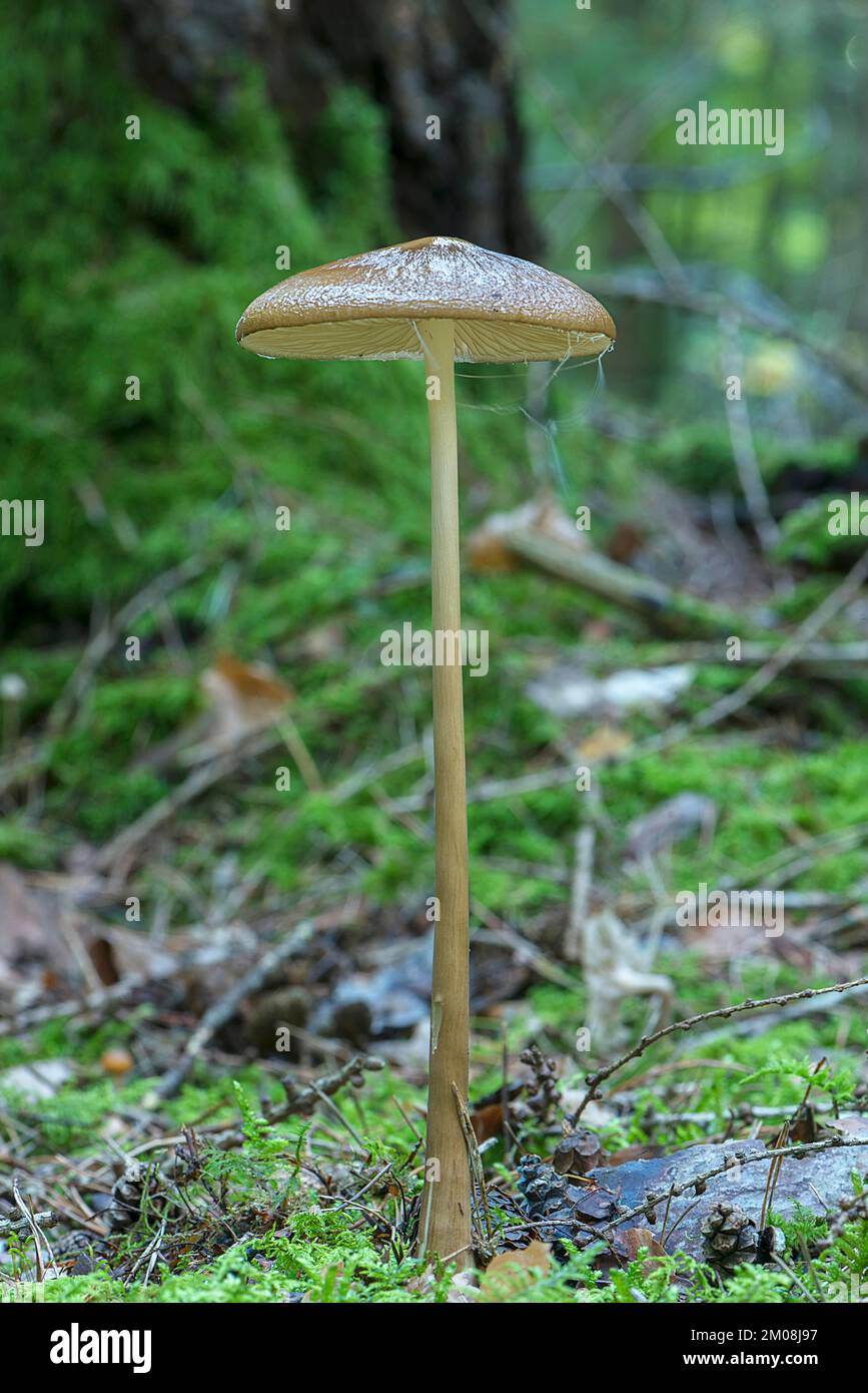 Slime radicata (Oudemansiella radicata), foresta mista, Baviera, Germania, Europa Foto Stock