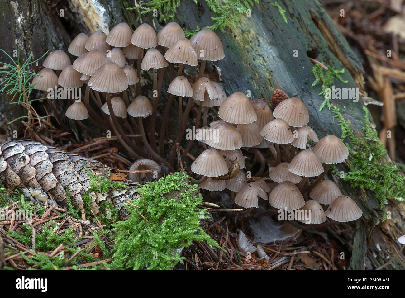Cofani (Micena), foresta mista, Fanken, Baviera, Germania, Europa Foto Stock