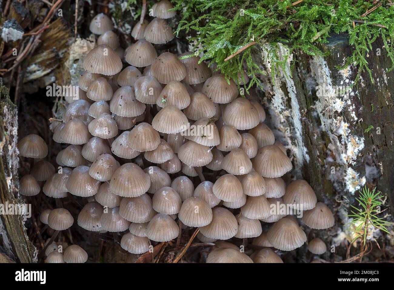 Cofani (Micena), foresta mista, Fanken, Baviera, Germania, Europa Foto Stock