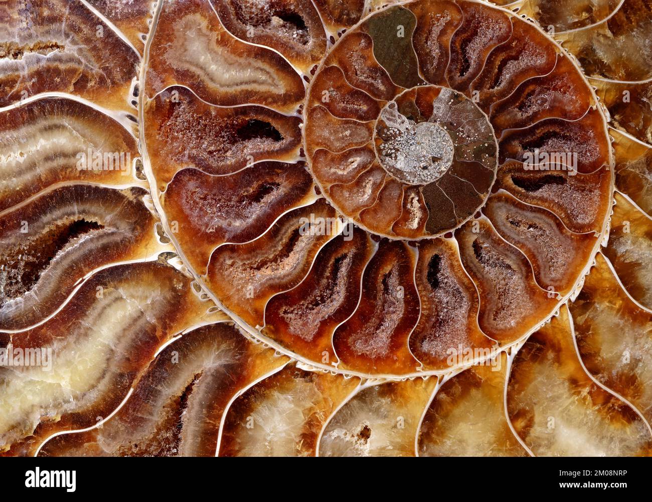 Sfondi e texture: Disegno a spirale naturale, lastra conchiglia di ammonite pietrificata Foto Stock