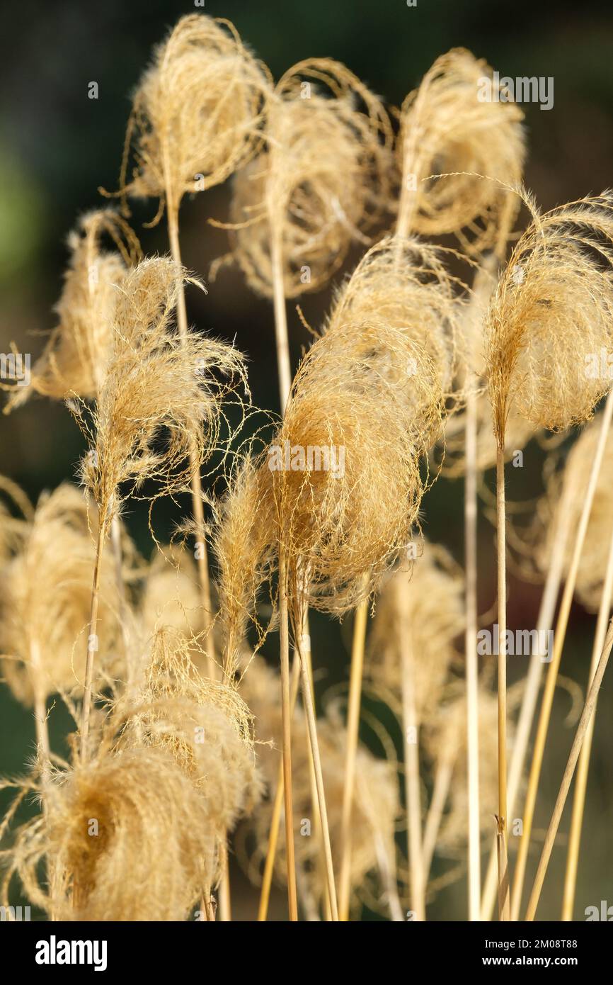 Miscanthus nepalensis, erba fiabesca himalayana, erba d'argento del Nepal, teste di semi giallo ornamentali decidue in inverno Foto Stock