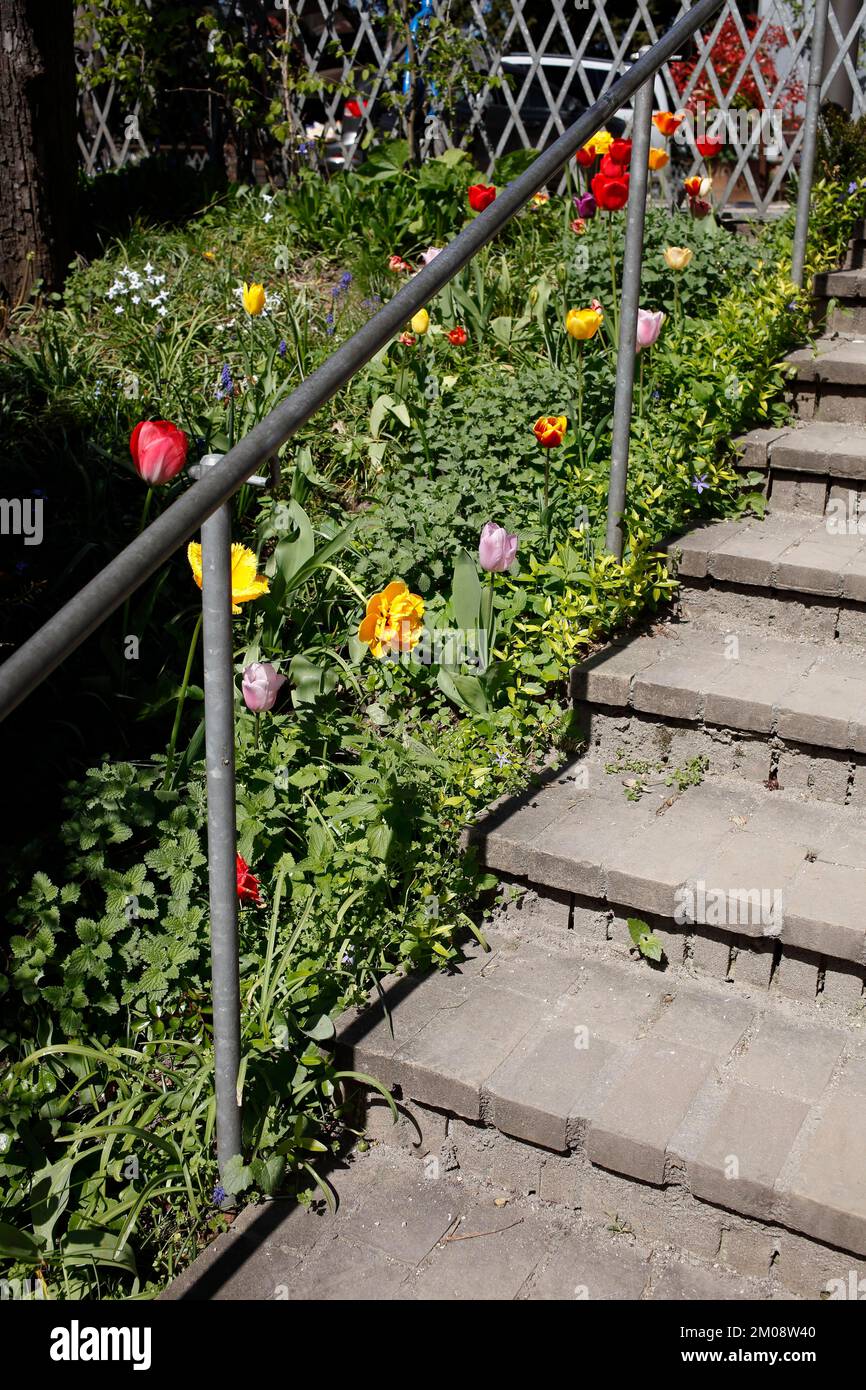 Scale con tulipani colorati, Germania, Europa Foto Stock