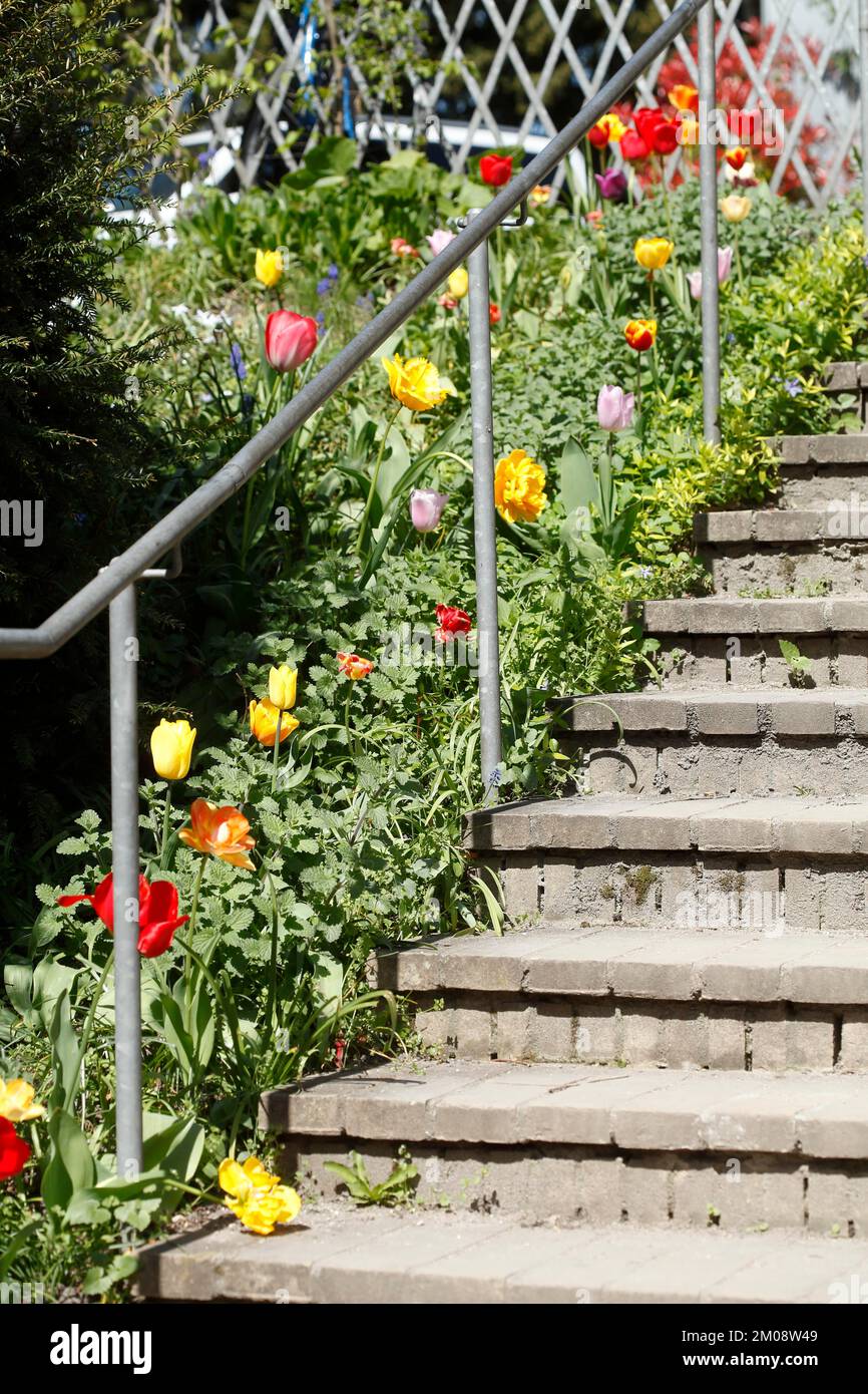 Scale con tulipani colorati, Germania, Europa Foto Stock