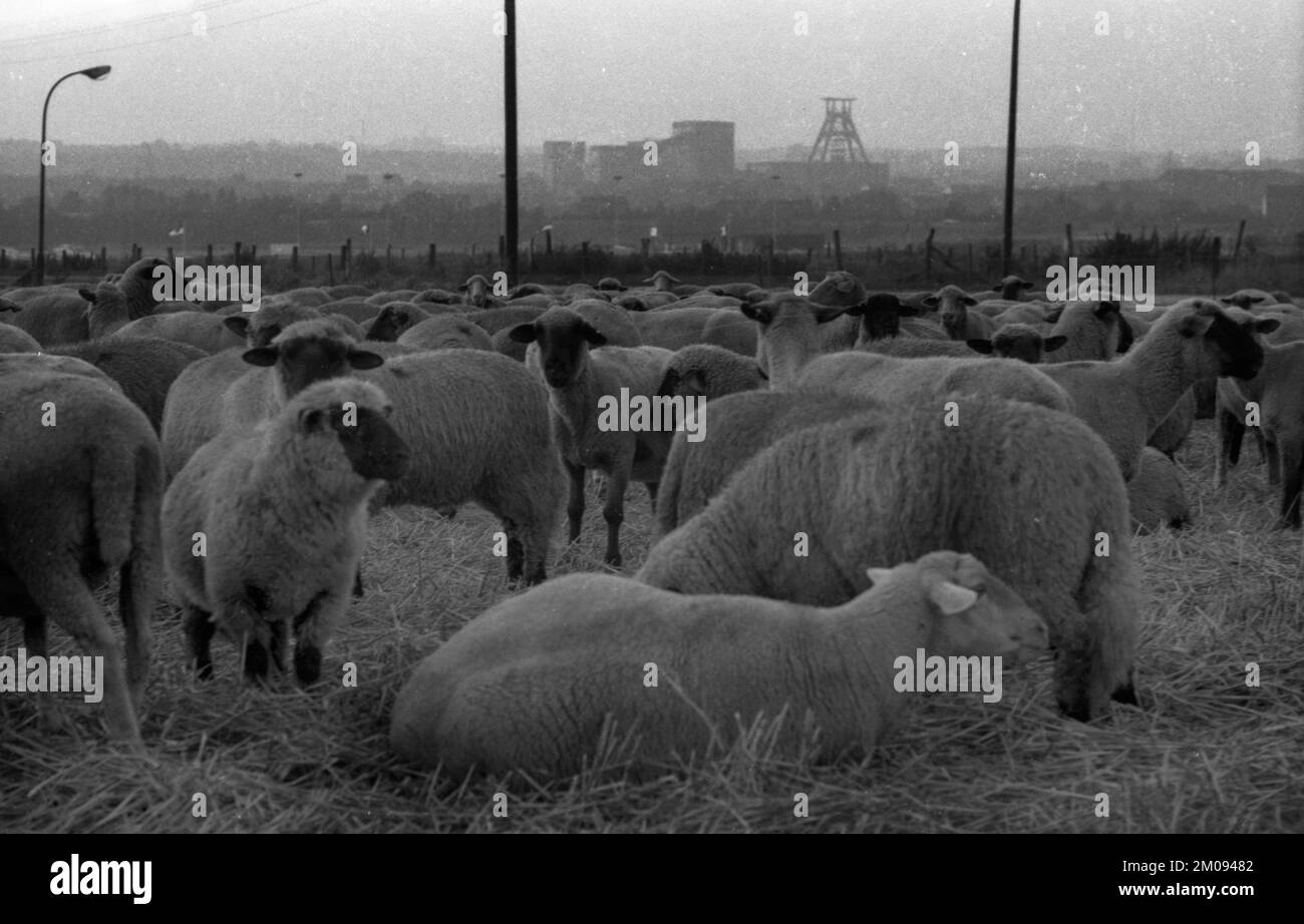 L'area della Ruhr con impressioni fotografiche negli anni dal 1965 al 1970. Vicino Duisburg: Gregge di pecore, Germania, Europa Foto Stock