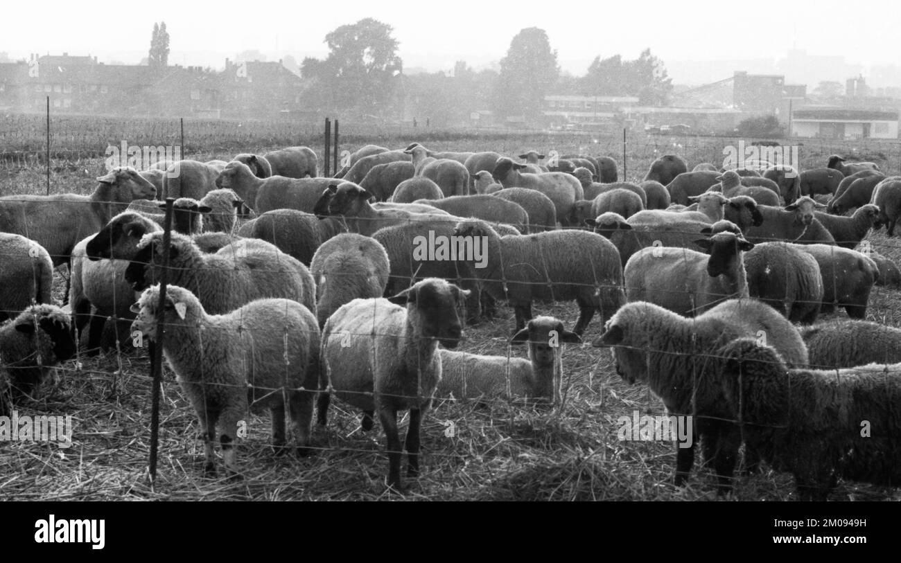 L'area della Ruhr con impressioni fotografiche negli anni dal 1965 al 1970. Vicino Duisburg: Gregge di pecore, Germania, Europa Foto Stock