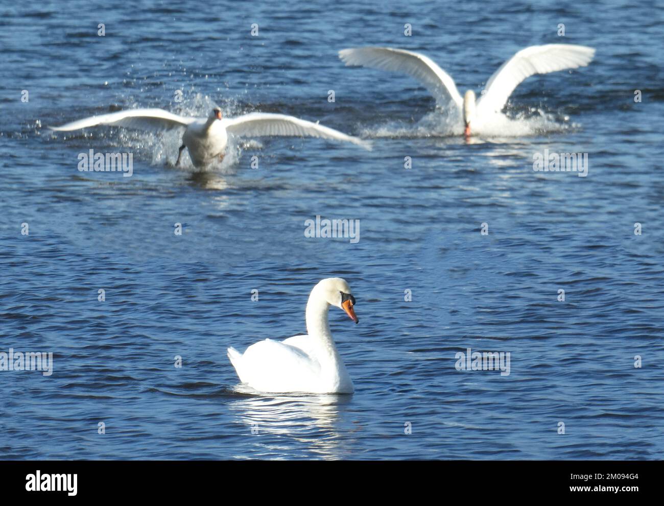 Tre cigni muti maschili in uno stagno sono due troppi. Quando siamo ritornati dopo una settimana c'era solo un cigno rimasto Foto Stock