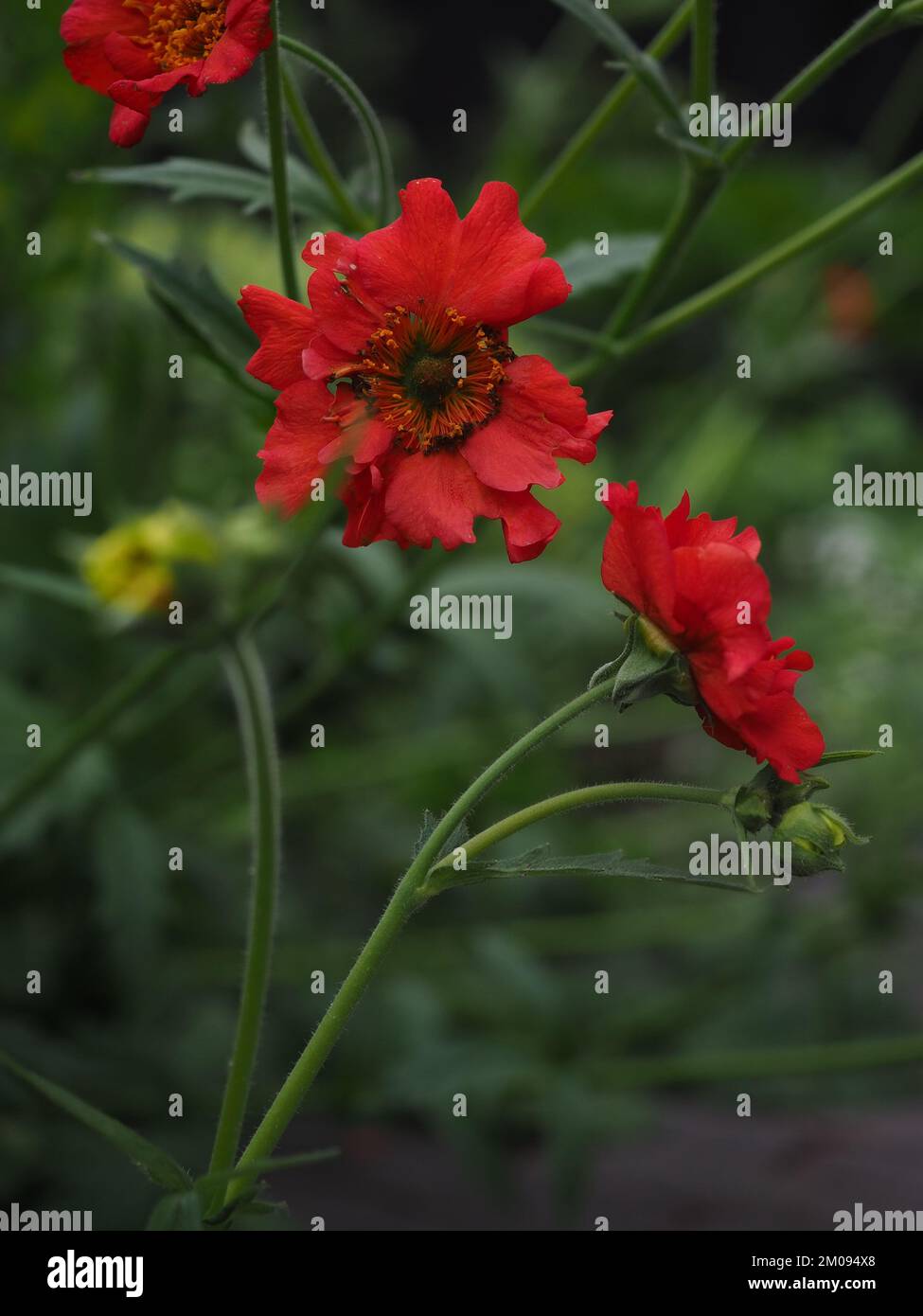 Primo piano dei fiori rossi "Mrs Bradshaw" di Geum davanti e lateralmente con sfondo scuro Foto Stock