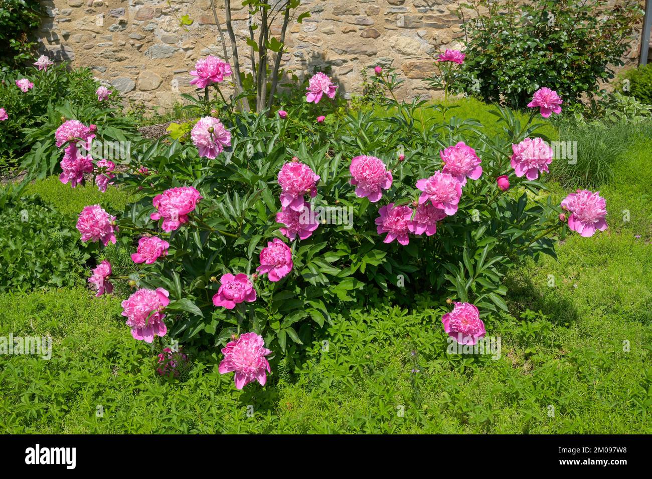 Pfingstrosen (Paeonia), Eltville, Hessen, Deutschland Foto Stock