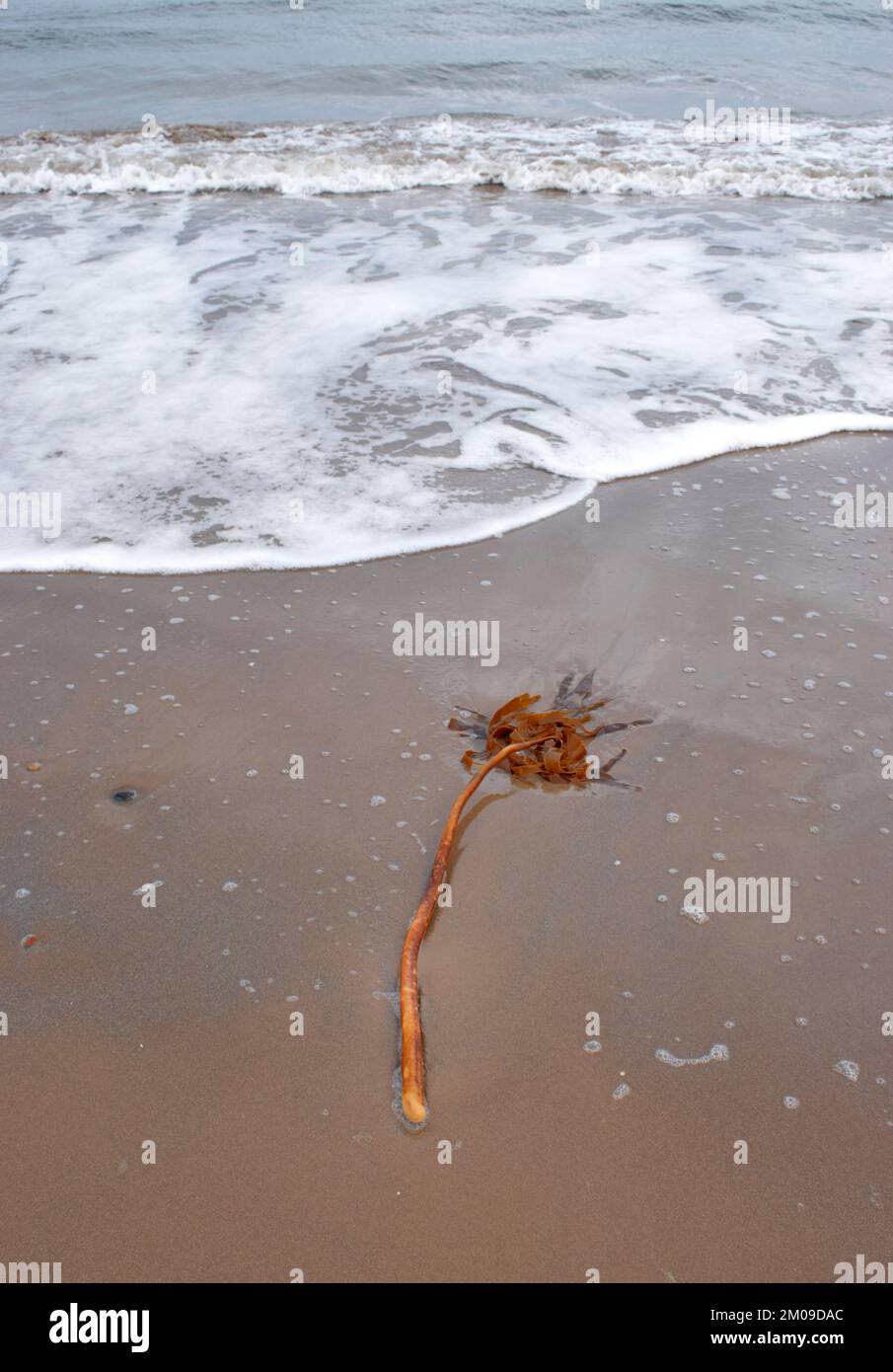 Alghe o kelp Laminariales sdraiati su una spiaggia sabbiosa con schiuma di mare Foto Stock