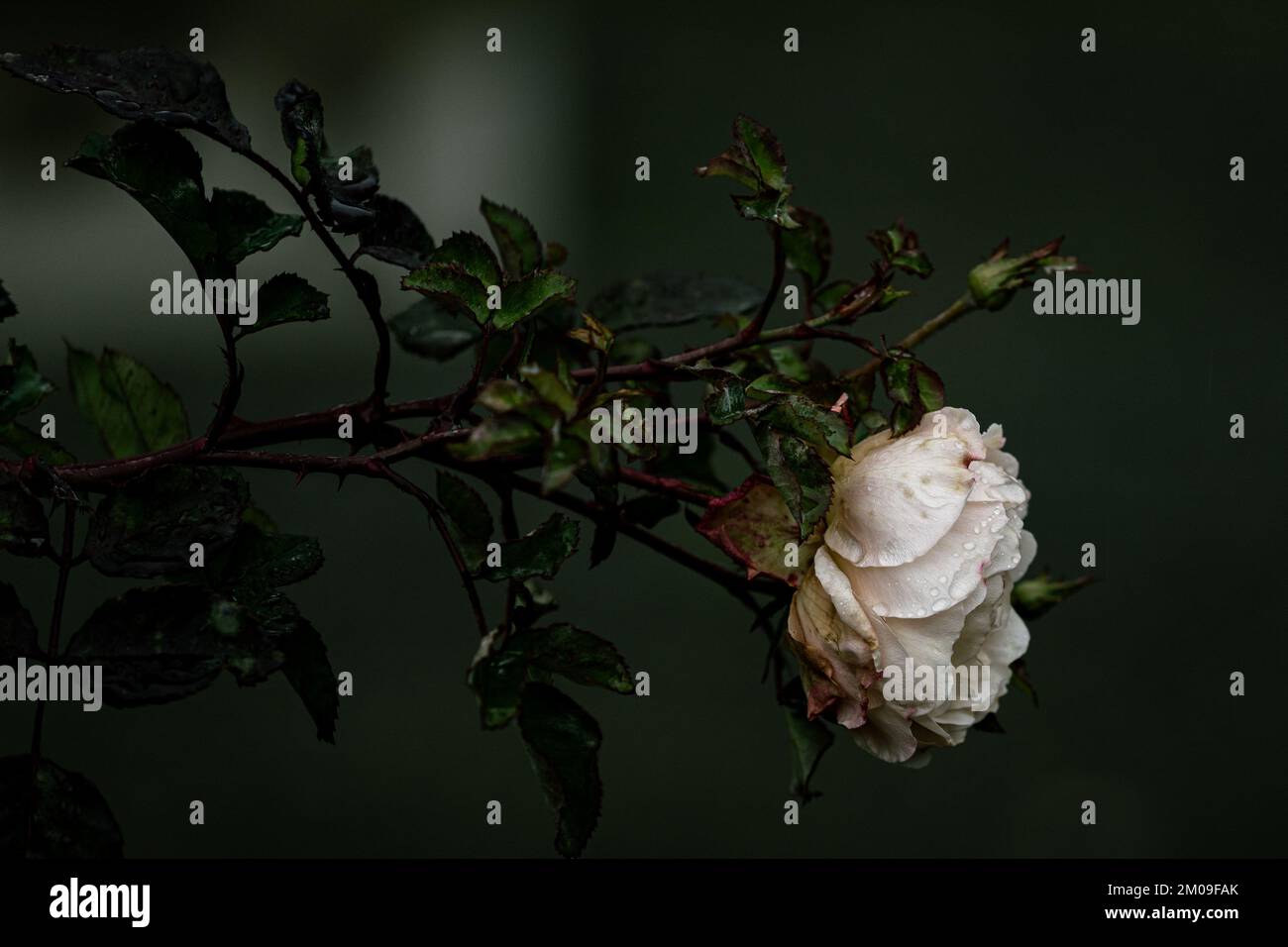 Un primo piano laterale di rosa bianca "Grande Maid's Blush" con un gambo sullo sfondo sfocato Foto Stock