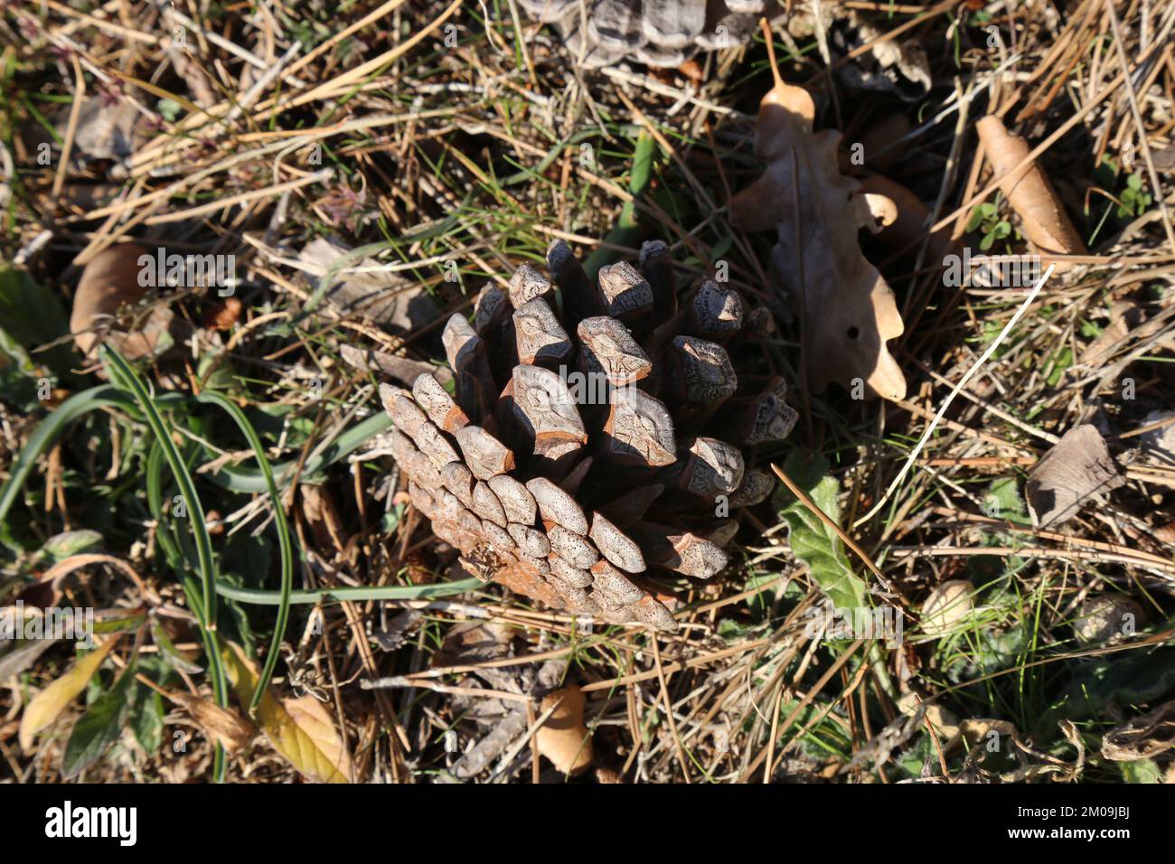 Pinus brutia, pino Calabrese, Pinaceae. Pianta selvatica, presa in inverno. Foto Stock