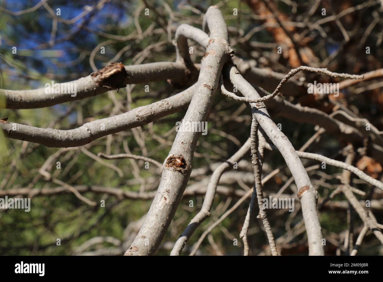 Pinus brutia, pino Calabrese, Pinaceae. Pianta selvatica, presa in inverno. Foto Stock