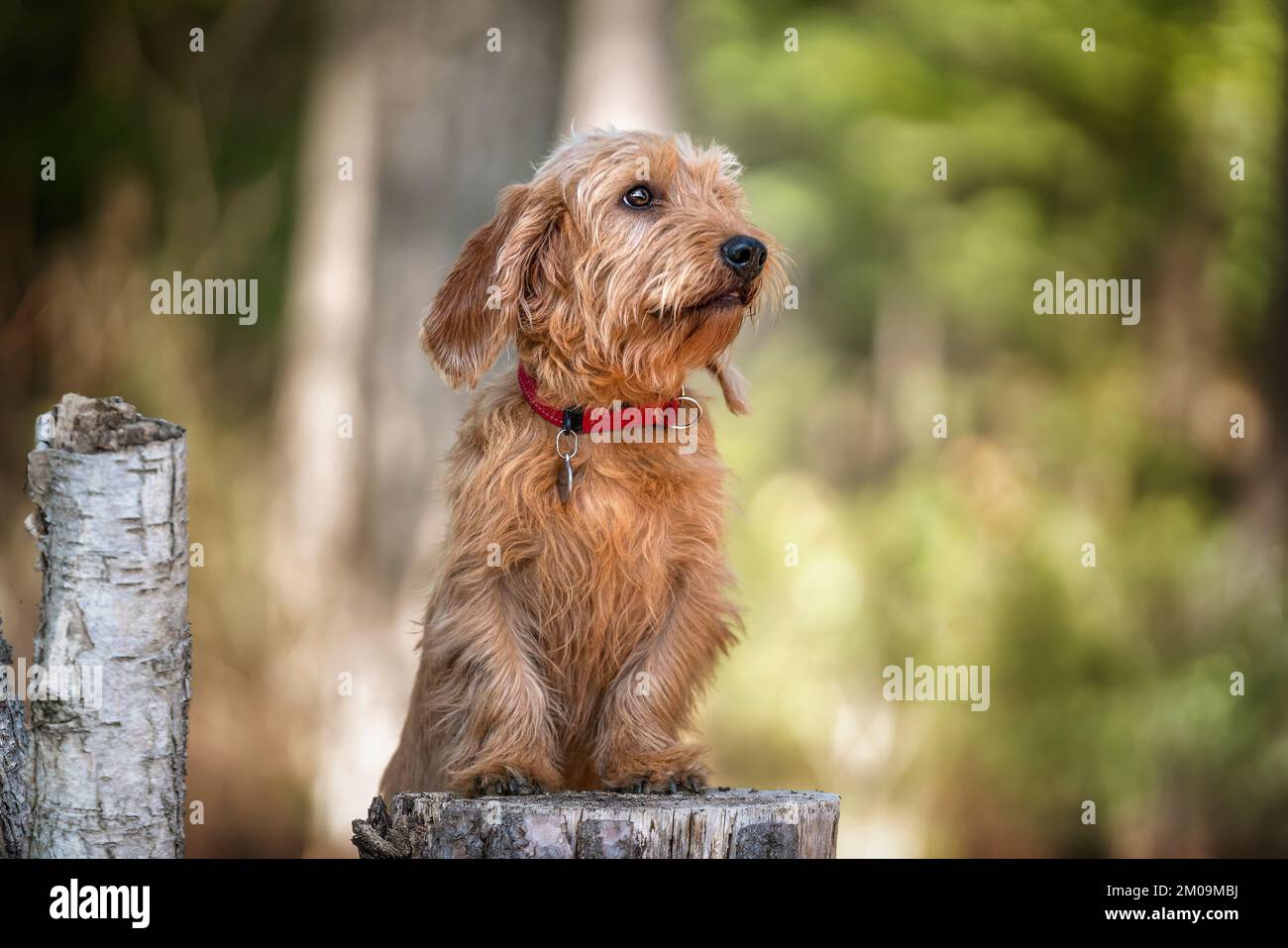 Basset Fauve de Bretagne in piedi alto contro un ceppo di albero e guardando leggermente lontano nella foresta Foto Stock