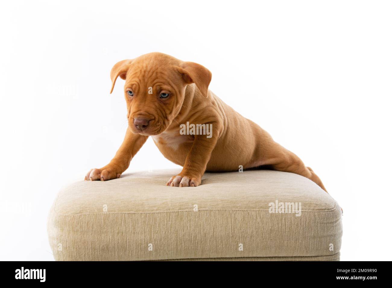 cucciolo di pitbull carino con naso rosso Foto Stock