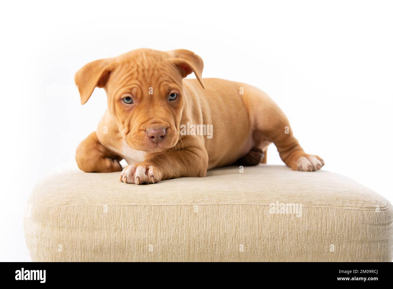 cucciolo di pitbull carino con naso rosso Foto Stock