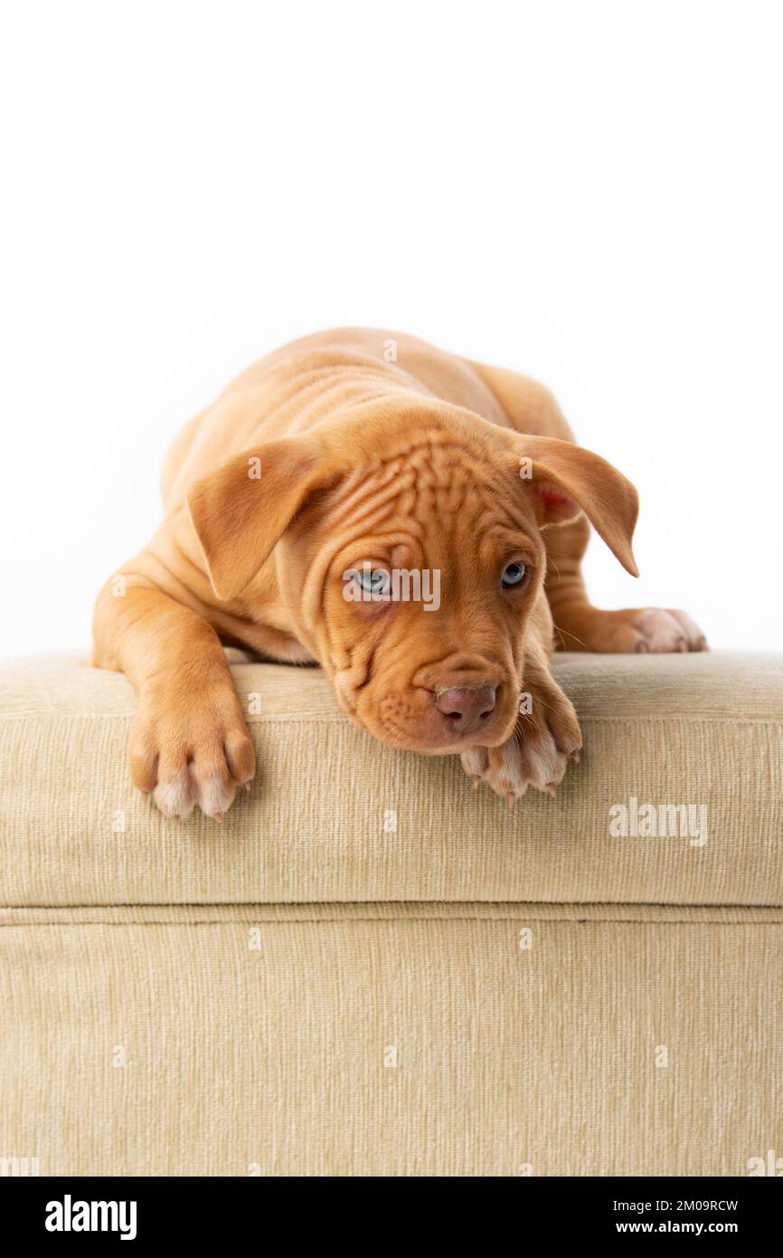 cucciolo di pitbull carino con naso rosso Foto Stock