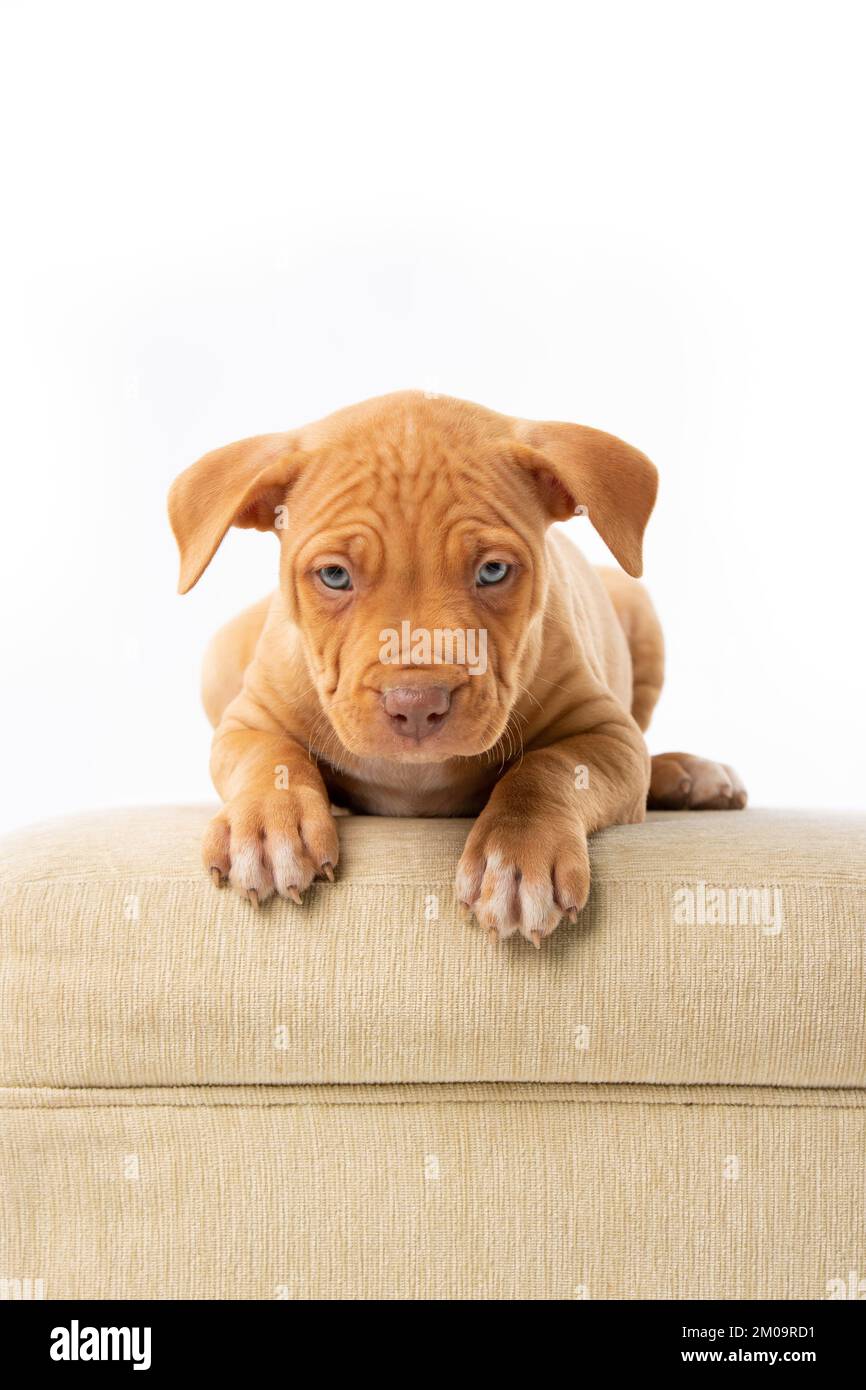 cucciolo di pitbull carino con naso rosso Foto Stock