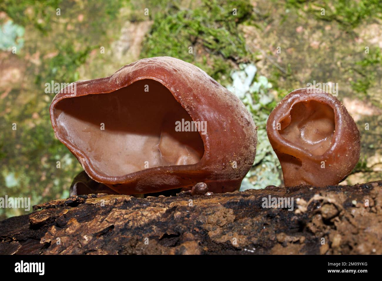 Il fungo Auricularia auricula-judae, che si sviluppa principalmente sull'anziano, è diffuso in tutta Europa. Foto Stock