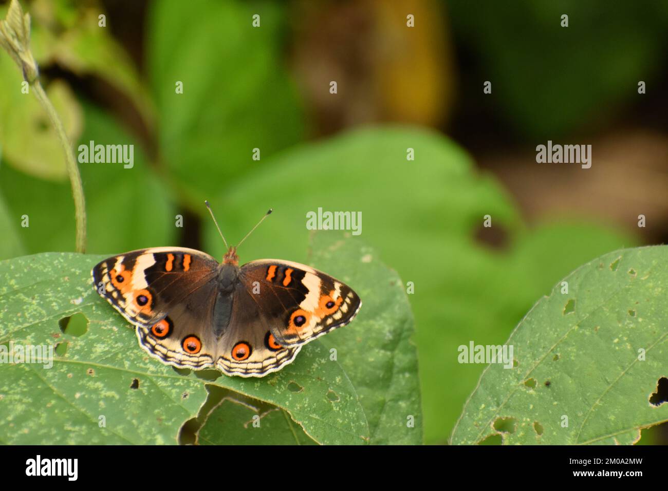 Segno di colore diverso della farfalla blu pansy. Junonia orithya Foto Stock