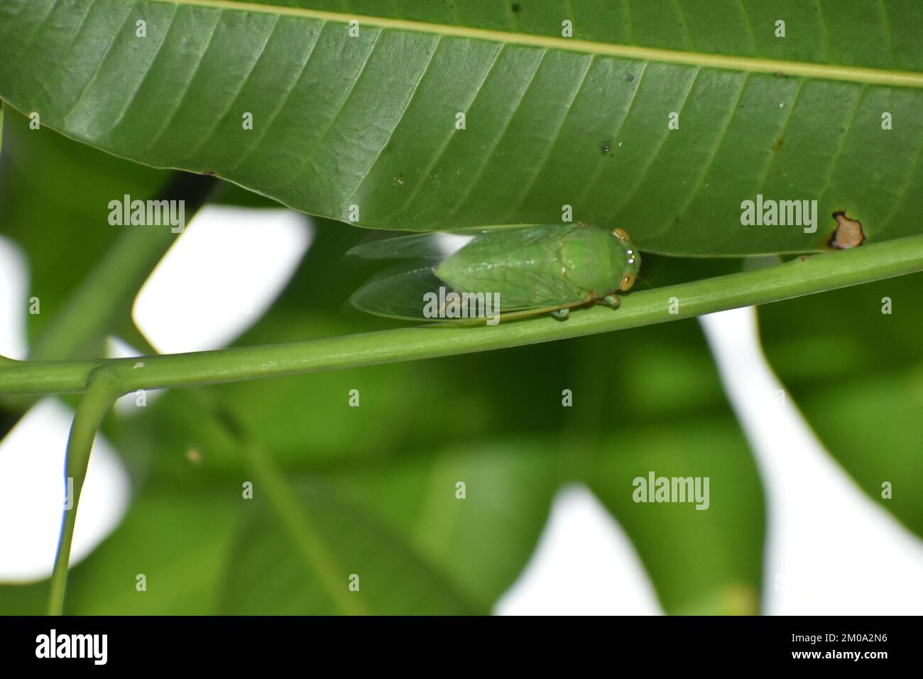 Cicada verde adagiata tra verde fogliame. Dundubia vaginata. Foto Stock