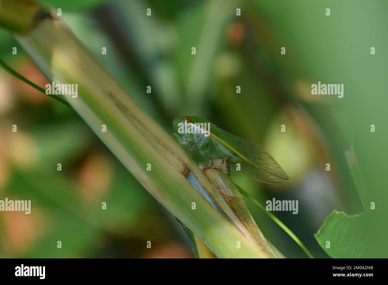 Cicada verde adagiata tra erba verde. Dundubia vaginata. Foto Stock