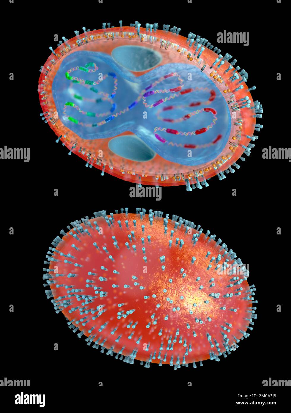 Sezione trasversale di un agente patogeno del vaiolo con membrana cellulare, nucleocapside, parete cellulare e glicoproteine - illustrazione 3D Foto Stock