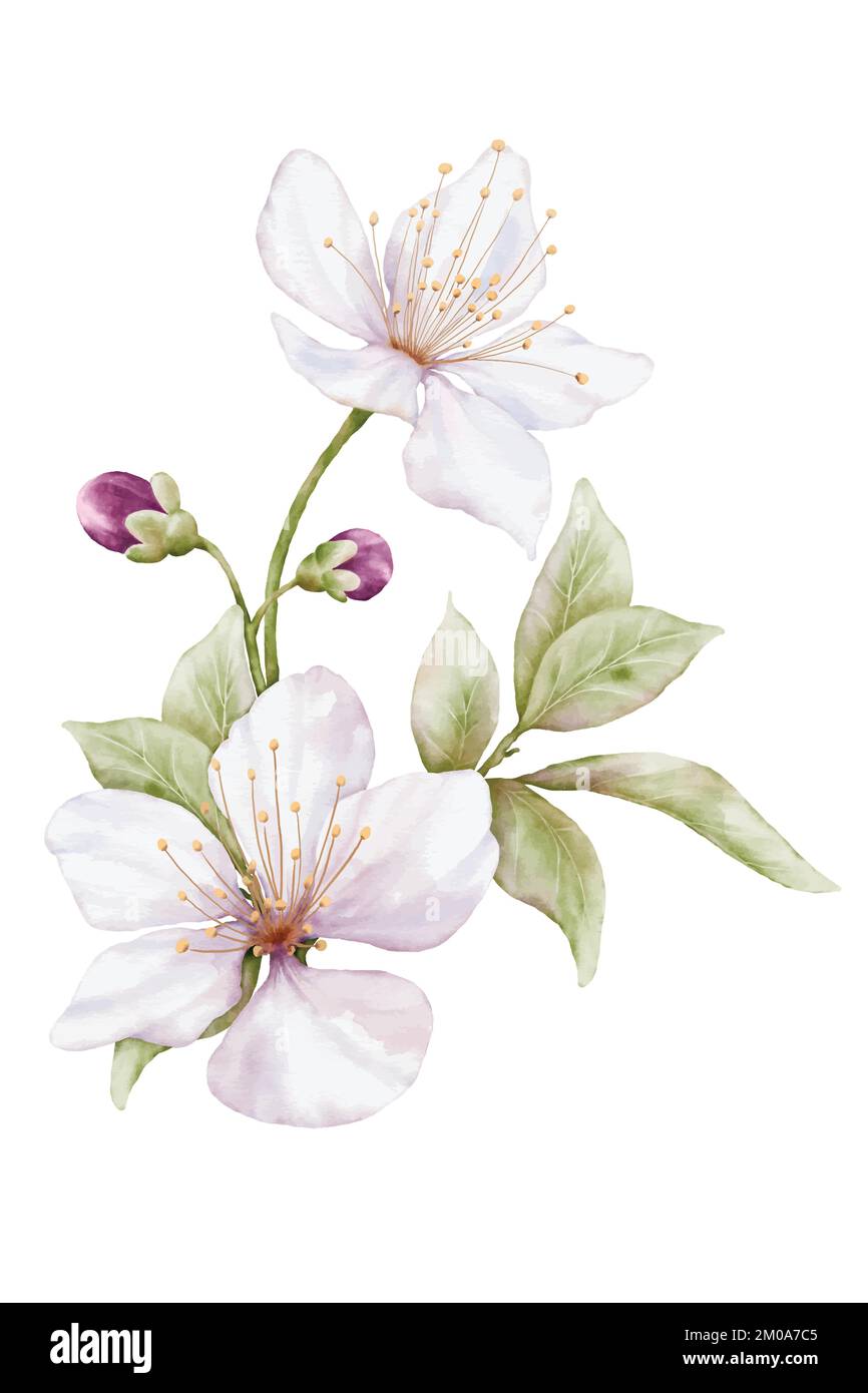 Acquerello fiore bianco fioritura. Illustrazione di bouquet in fiore di ciliegio isolato su sfondo bianco. Adatto per feste primaverili decorative, inverno, Illustrazione Vettoriale