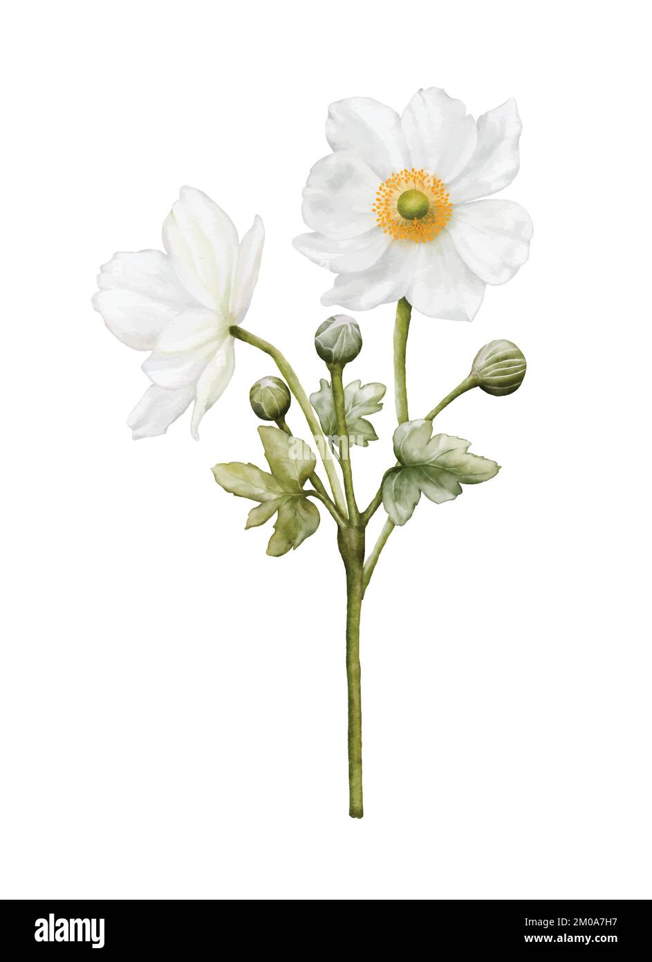 Acquerello fiore bianco fioritura. Anemoni bouquet illustrazione isolato su sfondo bianco. Adatto per feste invernali decorative, primavera, matrimonio Illustrazione Vettoriale