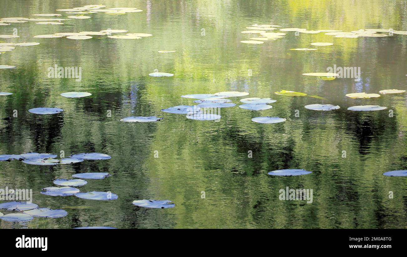 Fotografia a colori semi-astratta, che mostra le acque boschive in un ambiente veramente selvaggio, l'immagine è un astratto a colori con uno stile quasi impressionista, Foto Stock