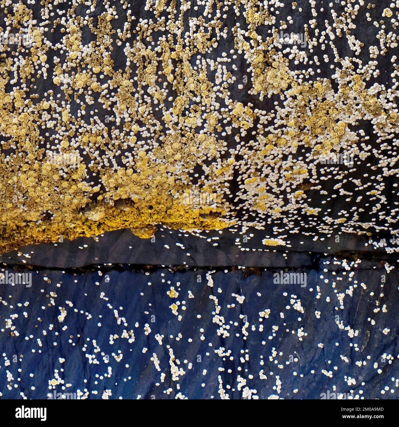 Colore semi astratto Fotografia di roccia costiera ricoperta da una varietà di crostacei, l'immagine è un colore astratto con uno stile quasi impressionista Foto Stock