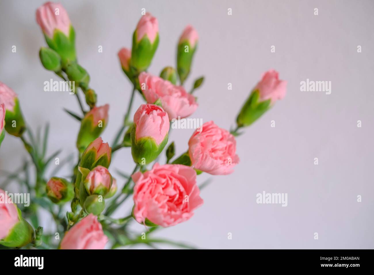 bouquet di garofani rosa in primo piano attraverso la parete bianca. Spazio di copia. Disegno di cartolina. Sfondo floreale Foto Stock