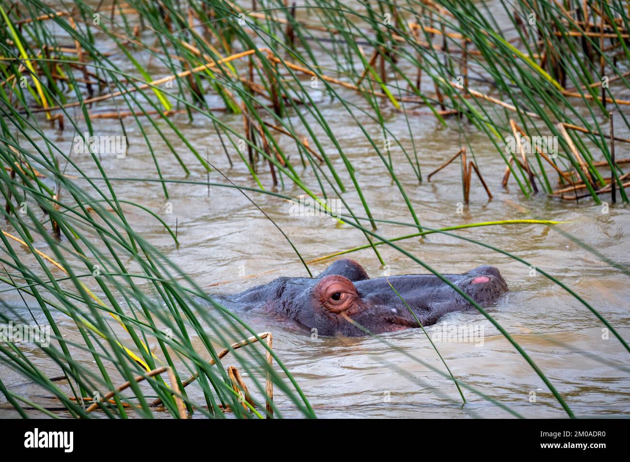 Hippo guardando la fotocamera a Santa Lucia, Sud Africa Foto Stock