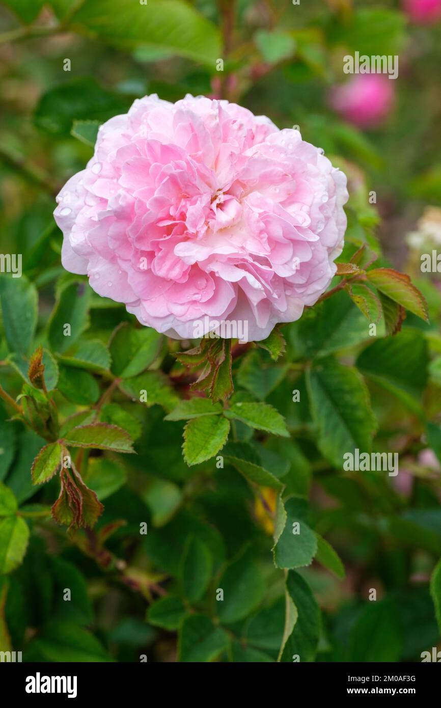 Rosa Rosemoor, Rosa Austough, rosa arbusto inglese, fiori doppi, rosa chiaro che pallido con l'età Foto Stock