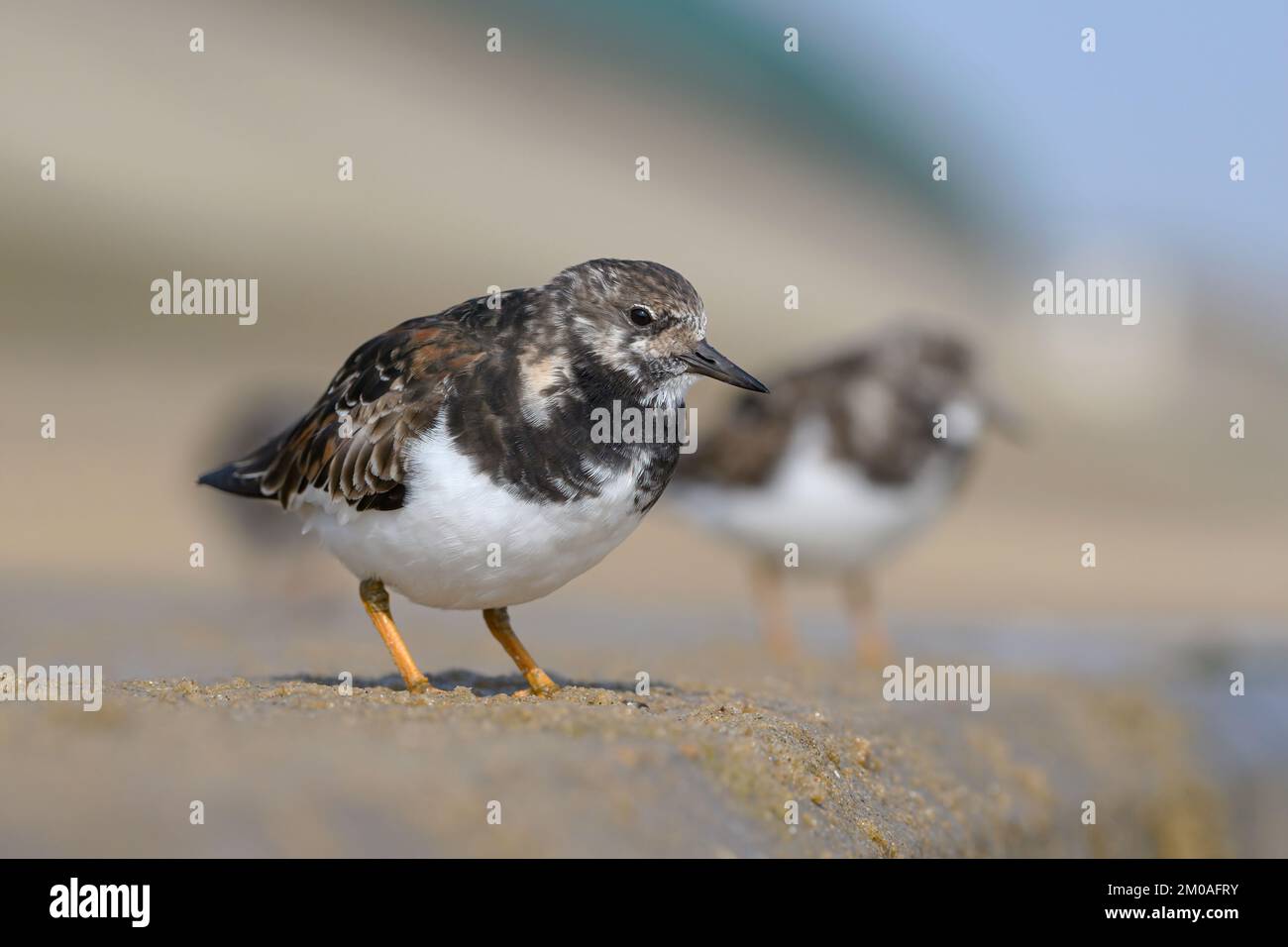 Turnstone, Ruddy Turnstone, Arenaria interpres Adulti uccelli piumaggio non allevamento in piedi sulla parete del mare inferiore Norfolk aprile Foto Stock